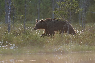 Image showing Brown bear walking at sunset. Brown bear in forest.  Brown bear in taiga.