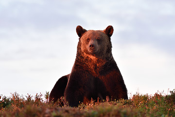 Image showing brown bear at sunset. male brown bear. resting. autumn. 