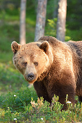 Image showing big brown bear portrait in forest