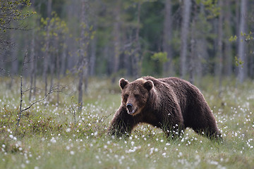 Image showing Male brown bear walking in bog late in the evening