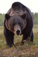 Image showing Brown bear (Ursus arctos) portrait. Close up. Bear face. Paw. Claws. Wild bear.