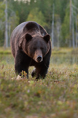 Image showing Brown bear (Ursus arctos) approaching. Coming. Walking. Bog. Taiga.