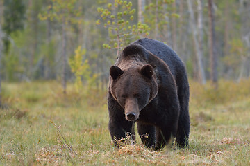 Image showing big male bear