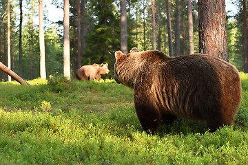 Image showing Two bears in forest. Bear watching other bear. Bears on the move. Bear activity.