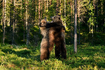 Image showing bears hugging each other