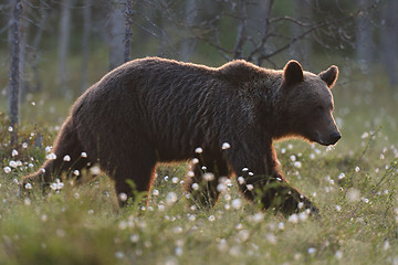 Image showing Brown bear (Ursus arctos) waling at sunset. Brown bear in moor. Brown bear in bog.