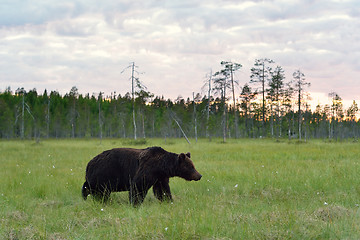 Image showing brown bear walking in the bog at sunset