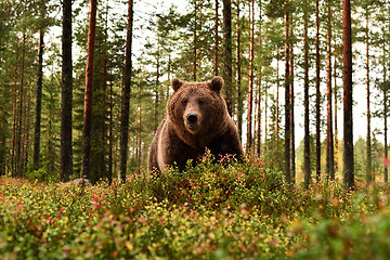 Image showing brown bear in forest