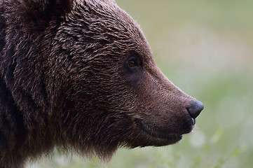 Image showing brown bear portrait