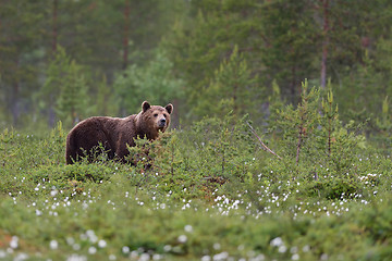 Image showing brown bear with forest background