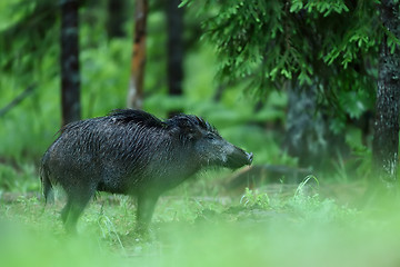 Image showing wild boar in forest