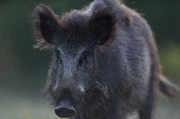 Image showing wild boar (Sus scrofa) portrait