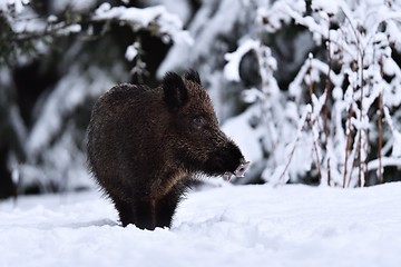 Image showing Wild boar (Sus scrofa) in winter on snow. Wild swine. Eurasian wild pig.