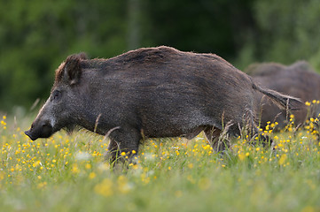 Image showing wild boar on blossoming field