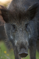 Image showing wild boar portrait