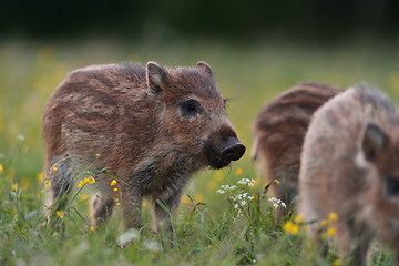 Image showing wild boar piglet