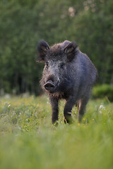 Image showing wild boar walking in the field