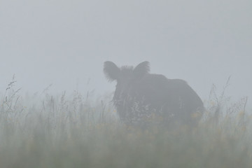 Image showing Wild boar in the fog