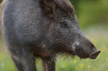 Image showing Wild boar