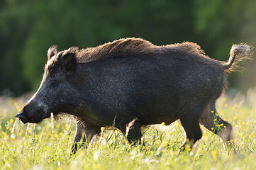 Image showing Wild boar