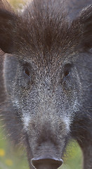 Image showing Wild boar face