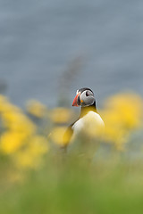 Image showing Puffin with flowers. Iceland.