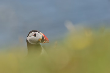 Image showing Puffin in Iceland.