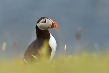 Image showing puffin in Iceland at summer