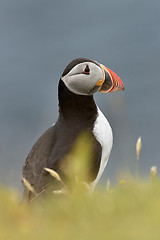 Image showing Atlantic puffin (Fratercula Arctica) portrait. Iceland.