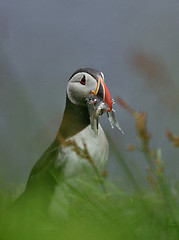 Image showing Atlantic Puffin. Atlantic puffin (Fratercula Arctica) with its beak full of fish. Iceland.