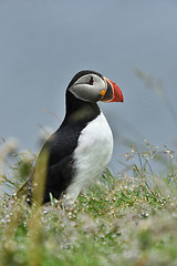 Image showing Puffin in the rain. Iceland.