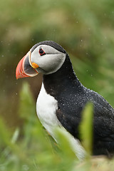 Image showing Puffin in the rain