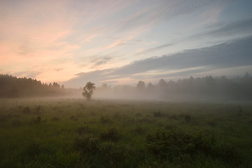 Image showing Forest meadow at summer sunset. Fog in the meadow. Mist in the meadow. Sun glow in the meadow. Summer nature.