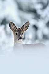 Image showing Roe deer (Capreolus capreolus) portrait in winter. Roe deer on snow. Winter. Cold. Snow.