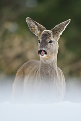 Image showing Roe deer portrait in winter. Roe deer cleaning its nose. Roe deer in forest. Roe deer on snow. Winter. 