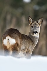 Image showing Roe deer on snow in winter. Roe deer buttocks. Roe deer in forest.