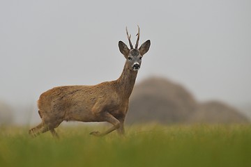 Image showing roe buck walking in the field