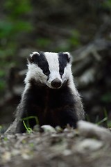 Image showing European badger (Meles meles) portrait in forest