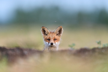 Image showing Red fox kit. Red fox puppy. Juvenile red fox.