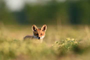 Image showing Red fox pup. Red fox kit.