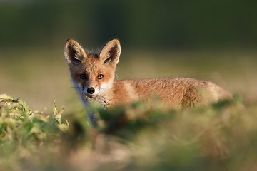 Image showing Red fox kit on a sunny evening