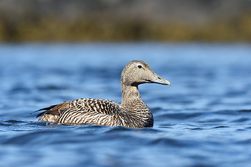 Image showing Common eider in the Atlantic ocean. Iceland.