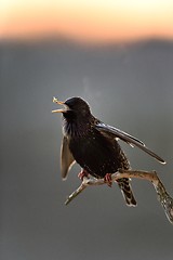 Image showing Common starling (Sturnus vulgaris) singing. European starling. Sunrise. Spring caller.