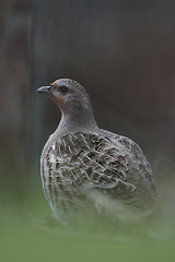 Image showing grey partridge (perdix perdix)