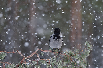 Image showing Crow on tree at snowfall. Crow on tree. Hooded crow (Corvus cornix). Snowfall. Winter.