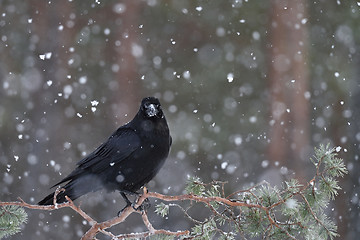 Image showing Raven (Corvus corax) at snowfall. Raven in winter. Raven on tree. Bird. Northern raven.