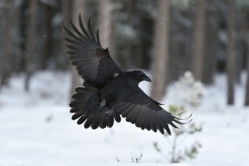 Image showing Raven (Corvus corax) in flight. Raven landing. Raven flying. Raven in winter. Bird. Northern raven