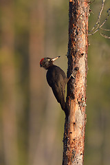 Image showing black woodpecker (Dryocopus martius) on tree