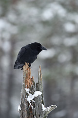 Image showing Raven (Corvus corax) on a tree. Intelligent bird. Winter. 