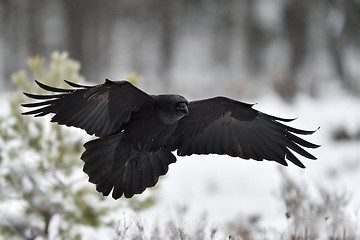 Image showing Raven (Corvus corax) in flight. Landing. Snow. Winter. Bird. Flying.